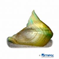 Golden Shark Fin Mussel (Hyriopsis bialata)