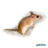 Golden Spiny Mouse (Acomys russatus russatus)