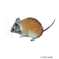 Golden Spiny Mouse (Acomys russatus)