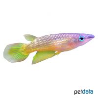 Golden Striped Panchax (Aplocheilus lineatus 'Gold')