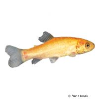 Golden Tench (Tinca tinca 'Gold')