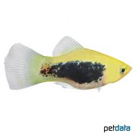 Golden Tuxedo Platy (Xiphophorus maculatus var.)