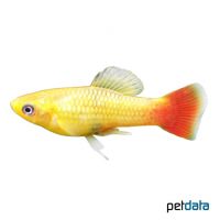 Golden Variable Platy (Xiphophorus variatus var.)