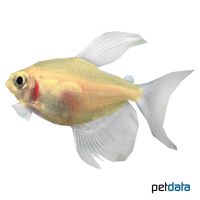 Golden Veil Black Skirt Tetra (Gymnocorymbus ternetzi 'Gold Veil')