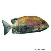 Golden-lined Spinefoot (Siganus lineatus)