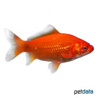 Goldfish (Carassius auratus)