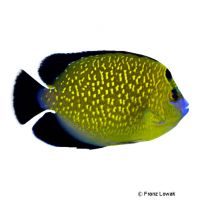 Goldspotted Angelfish (Apolemichthys xanthopunctatus)