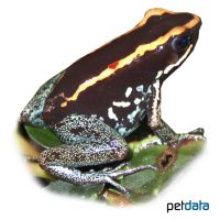 Golfodulcean Poison Frog (Phyllobates vittatus)