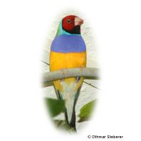 Gouldian Finch (Chloebia gouldiae)