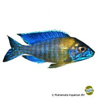 Grant's Peacock Blue Neon (Aulonocara stuartgranti 'Blue Neon')