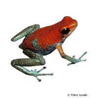 Granular Poison Frog (Oophaga granulifera)