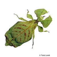 Gray's Leaf Insect (Phyllium bioculatum)