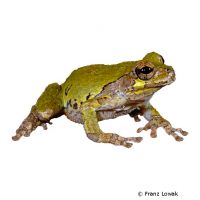 Gray Treefrog (Hyla versicolor)