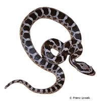 Great Plains Rat Snake (Pantherophis emoryi)