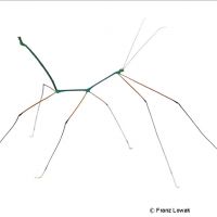 Great Thin Stick Insect (Ramulus nematodes 'Blue')