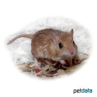 Greater Egyptian Gerbil (Gerbillus pyramidum)