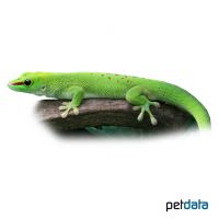 Greater Madagascar Day Gecko (Phelsuma grandis)