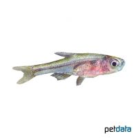 Green Axelrod's Rasbora (Sundadanio axelrodi 'Green')