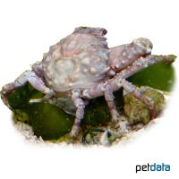 Green Clinging Crab (Mithraculus sculptus)