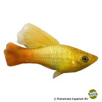 Green Hi Fin Variable Platy (Xiphophorus variatus var.)