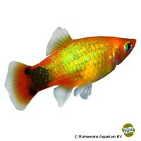 Green Mickey Mouse Platy (Xiphophorus maculatus var.)