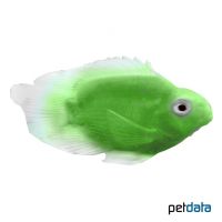 Green Parrot Cichlid (Cichlidae sp. 'Green Parrot')