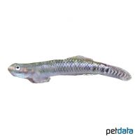 Green Riffle Goby (Stiphodon elegans)