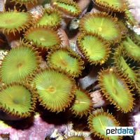 Green Sea Mat (Zoanthus sociatus)