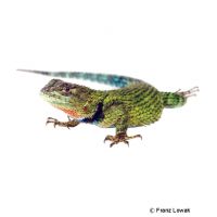 Green Spiny Lizard (Sceloporus malachiticus)