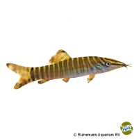 Green Tiger Loach (Syncrossus hymenophysa)