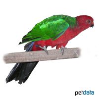 Green-winged King Parrot (Alisterus chloropterus moszkowskii)