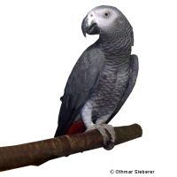 Grey Parrot (Psittacus erithacus)