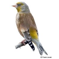 Grey-capped Greenfinch (Chloris sinica)