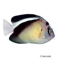 Griffis Angelfish (Apolemichthys griffisi)