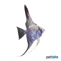 Gruenspiegel Angelfish (Pterophyllum scalare var.)
