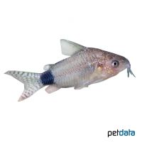 Guapore Cory (Corydoras guapore)