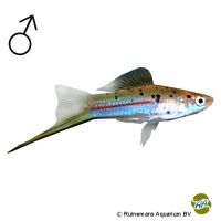 Guentheri's Swordtail (Xiphophorus hellerii 'Guentheri')