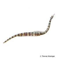 Guilded Pipefish (Corythoichthys schultzi)
