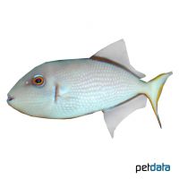 Guilded Triggerfish ♀ (Xanthichthys auromarginatus)