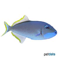 Guilded Triggerfish ♂ (Xanthichthys auromarginatus)