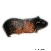 Guinea Pig (Cavia porcellus)