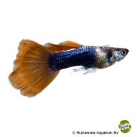 Guppy Black Red (Poecilia reticulata var.)