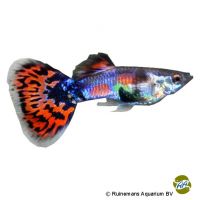 Guppy Blue Spotted Tail (Poecilia reticulata var.)
