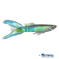 Guppy Double Sword Blue (Poecilia reticulata var.)