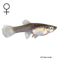 Guppy Female (Poecilia reticulata ♀)