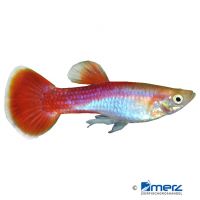 Guppy Flamingo Blue (Poecilia reticulata var.)