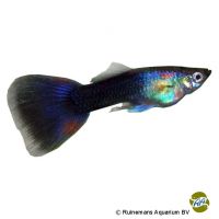 Guppy Indigo (Poecilia reticulata var.)