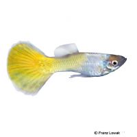 Guppy Lemon (Poecilia reticulata var.)