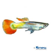 Guppy Metallic Fire (Poecilia reticulata var.)