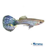 Guppy Mosaic Blue (Poecilia reticulata var.)